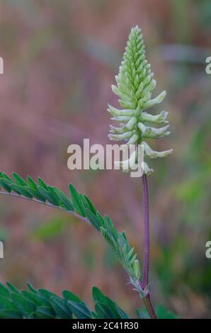 Kanadischer Milchkätzel, Astragalus canadensis Stockfoto