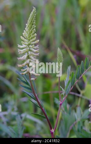 Kanadischer Milchkätzel, Astragalus canadensis Stockfoto