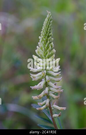 Kanadischer Milchkätzel, Astragalus canadensis Stockfoto