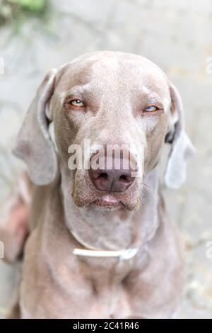 Weimaraner Porträt. Hound. Nahaufnahme eines Weimaraner, im Freien mit warmer Nachmittagssonne. Stockfoto