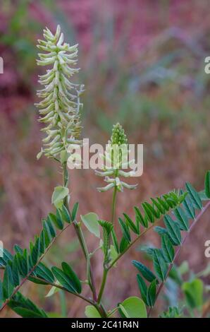 Kanadischer Milchkätzel, Astragalus canadensis Stockfoto