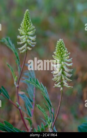 Kanadischer Milchkätzel, Astragalus canadensis Stockfoto