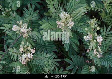 Prairie Akazie, Acacia angustissima Stockfoto