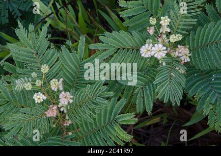 Prairie Akazie, Acacia angustissima Stockfoto