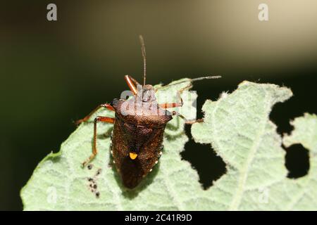 Ein Waldfehler oder Rotbeiniger Schildfehler, Pentatoma rufipes, der auf einem gefressenen Blatt im Wald in Großbritannien steht. Stockfoto