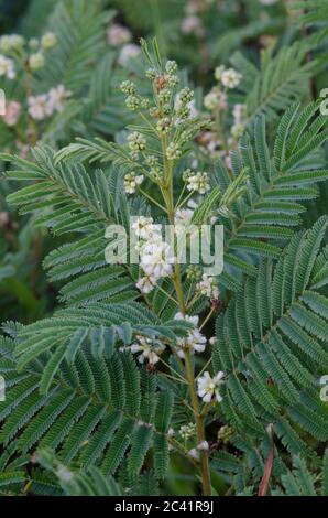 Prairie Akazie, Acacia angustissima Stockfoto