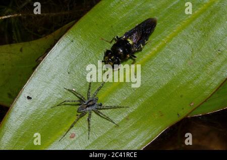 Stachelbeiner Wolf Spinne, Pardosa sp., Männchen und Soldat fliegen, Familie Stratiomyidae Stockfoto