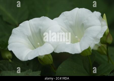 Die Blüten einer Heckenbindweed Pflanze, Calystegia sepium, wachsen in der Wildnis in Großbritannien. Stockfoto