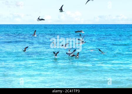 Hungrige Möwen kämpfen um Fische in einem Futterrausch über den Ozeanen. Stockfoto