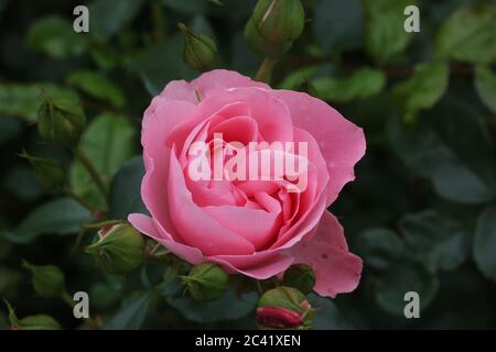 Rosa Rose zwischen Rosenblättern. Stockfoto