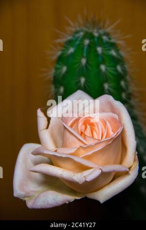 Kaktus und Rose in einem Rahmen zum Vergleich. Stockfoto