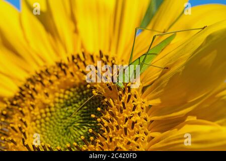 Blühende Sonnenblume in einer Nahaufnahme Stockfoto