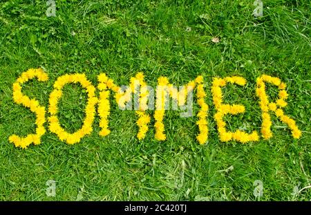 Das Wort Sommer (‘Sdeutscher Bildunterschrift „Versommer“) mit Löwenzahn-Blüten auf grüner Wiese Stockfoto