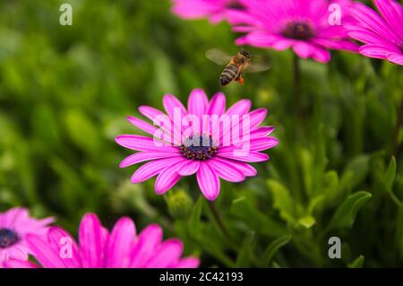 In einer landschaftlich gestalteten Gegend sammelt eine Biene Pollen auf den Blumen des Cape Daisy Stockfoto