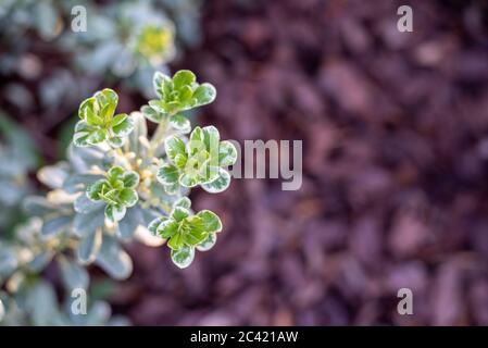 Japanischer Mock Orange oder Pittosporum über Mulchbetten Stockfoto
