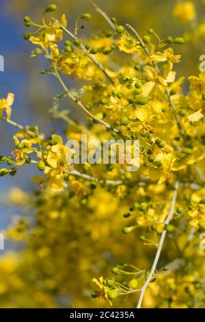 Gelbe Blüten von Blue Palo Verde, Parkinsonia Florida, Fabaceae, heimischer Baum in der Peripherie von Twentynine Palms, Southern Mojave Desert, Frühling. Stockfoto