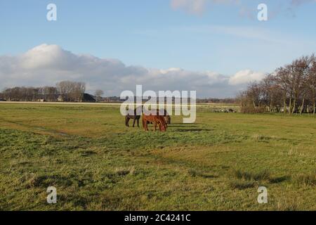 Weidelandschaft. Drei Pferde grasen im Dezember in den Niederlanden auf der Wiese. Nordholland, in der Nähe des Dorfes Bergen und den Dünen. Stockfoto