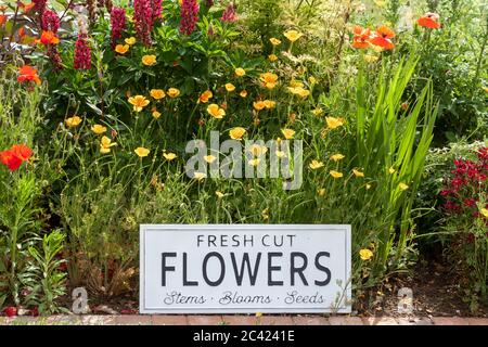 Schöne Sommerblumen in einem Gartenbett mit einem weißen Schild, das frische Schnittblumen sagt. Nahaufnahme einer erstaunlichen Darstellung von blühenden Pflanzen in vielen Farben Stockfoto