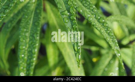 Schwanenpflanzen (Melkweed) mit Tau Stockfoto