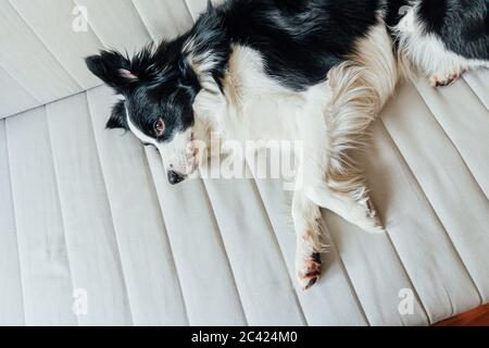 Lustige Porträt von niedlichen lächelnden Welpen Hund Grenze Collie auf Couch drinnen. Neues schönes Mitglied der Familie kleiner Hund zu Hause gucken und warten. Haustiere sind zu pflegen Stockfoto