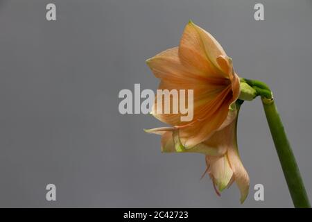 Nahaufnahme Pfirsich Farbe hippeastrum Blume in Vase isolieren auf einem hellgrauen Hintergrund, Grußkarte oder Konzept Stockfoto