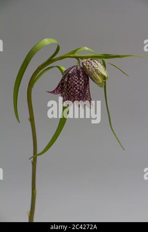 Nahaufnahme von beautifil Purple Fritillaria meleagris Blumen auf grauem Hintergrund, selektiver Fokus Stockfoto