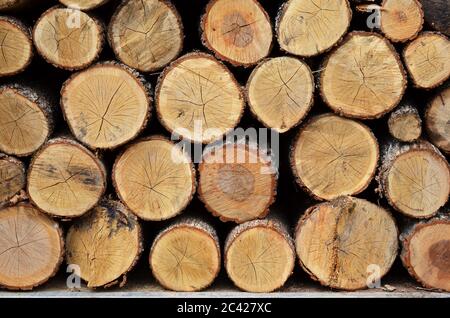 Natürlicher Hintergrund - Textur, Stapel Eichenholz aufgereiht und bereit zum Verkauf Stockfoto