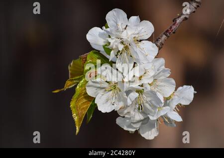 Blühender Kirschzweig vor dunklem Bokeh Hintergrund, Nahaufnahme Stockfoto