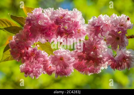 Sanfter pinker Kranz aus Sakura-Blüten auf grünem und blauem Bokeh-Hintergrund Stockfoto