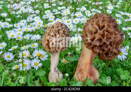 Zwei Frühlingspilze, Morchella esculenta oder Morchella esculenta in frischer Frühlingsvegetation, zwischen grünem Gras und Gänseblümchen Stockfoto