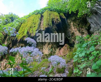 Panoramablick auf die Wasserfälle von Pietrele Vorbitoare, üppige grüne Vegetation, die auf Kalksteinwänden wächst. Travertin Wasserfall in Sipote - Trascau Berge, Stockfoto