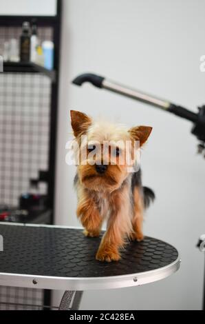 Niedliche kleine yorkshire Terrier Welpen warten auf Pflege Stockfoto