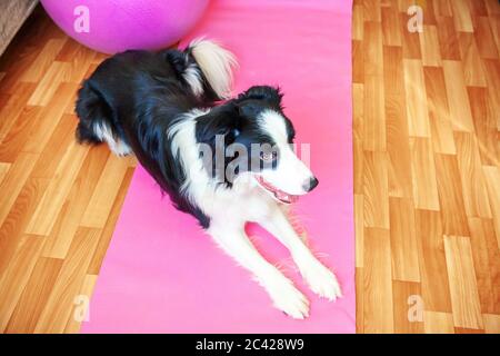 Lustige Hund Grenze Collie Üben Yoga-Lektion innen. Welpen tun Yoga Asana Pose auf rosa Yoga-Matte zu Hause. Konzept der Ruhe und Entspannung. Trainieren Sie im Fitnessstudio zu Hause Stockfoto