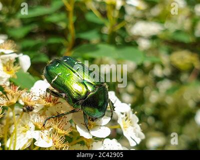 Glänzend metallisch grün und Gold Farben der europäischen Rose chafer (Cetonia aurata) oder grüne Rose chafer Insekt auf Pflanze in Garten bestäubende Vegetation, i Stockfoto