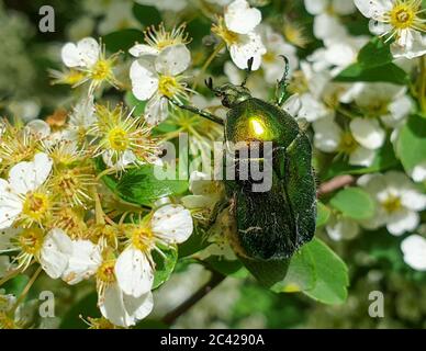 Makroeuropäische Rosenschäfer (Cetonia aurata) oder grüne Rosenschäfer Insekt auf Pflanze in Garten bestäubenden Vegetation, im Sommer Stockfoto