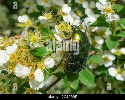 Nahaufnahme von europäischem Rosenschäfer (Cetonia aurata) oder grünem Rosenschäfer-Insekt auf Pflanzen in Garten bestäubende Vegetation, im Sommer Stockfoto