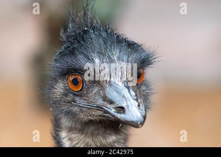 Kopfaufnahme eines emu (dromaius novaehollandiae) Stockfoto