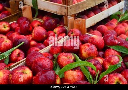 Frische Pfirsiche und Blätter in Holzkisten auf dem Vollverkauf Markt, mit Regentropfen nach plötzlichem Sommerregen Stockfoto