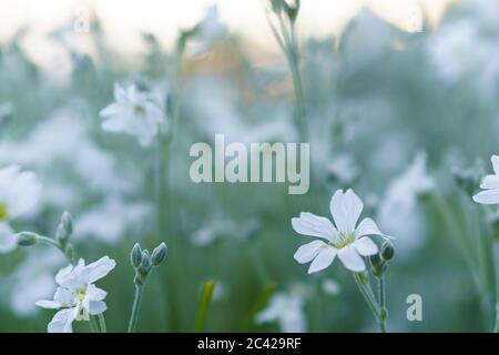 Floristik, Botanik Konzept - zarte kleine weiße Blumen aus dem unteren Makrowinkel vor dem Hintergrund des Sonnenuntergangs mit Softfokus-Kopierraum. Nahaufnahme Stockfoto