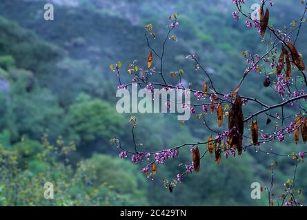 WESTERN Redbud, Sequoia National Park, Kalifornien Stockfoto