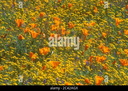 Kalifornischer Mohn in Goldfeldern & Lupinen, Antelope Valley California Poppy State Reserve, Kalifornien Stockfoto