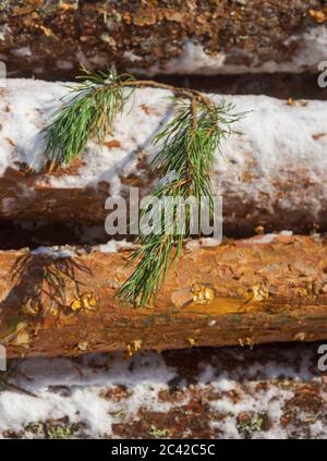 Nahaufnahme des letzten grünen Kiefernbaums, der aus einem Baumstamm ragt Stockfoto