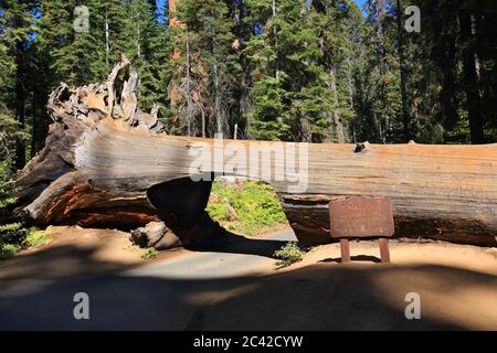 Tunnel Log im Sequoia National Park. Kalifornien, Usa. Stockfoto