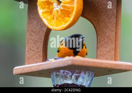 Baltimore Oriole, Icterus galbula, Fütterung von Weingelee an einer Futterstation nach der Ankunft von Migration im Frühjahr in Zentral-Michigan, USA Stockfoto