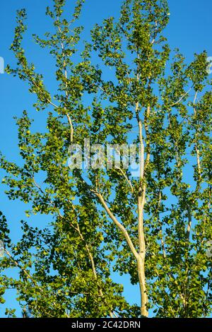 Junge Europäische Espe ( Populus tremula ) Baumstämme, Äste und Blattern gegen blauen Himmel , Finnland Stockfoto