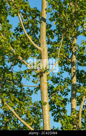 Junge Europäische Espe ( Populus tremula ) Baumstämme, Äste und Blattern gegen blauen Himmel , Finnland Stockfoto