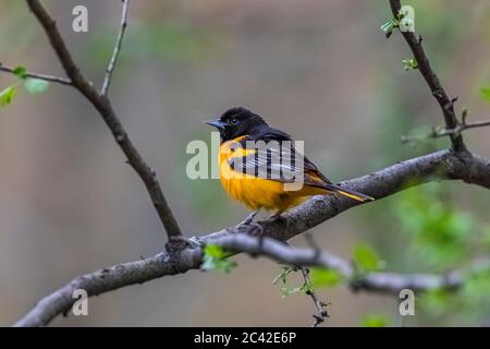 Baltimore Oriole, Icterus galbula, Männchen, das nach einer Zugfahrt im Frühjahr in Zentral-Michigan, USA, zurückkehrt Stockfoto