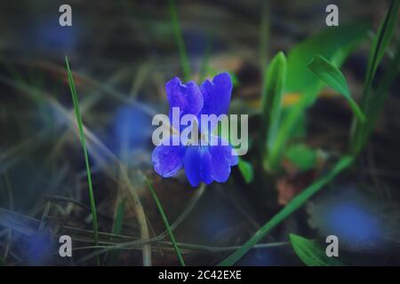 Nahaufnahme von frühlingsvioletten Blüten Viola odorata. Viola odorata bekannt als Holz violett oder süß violett. Stockfoto