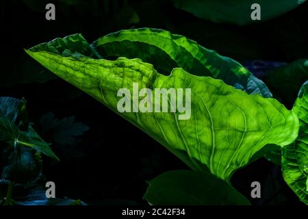 Skunk Cabbage, Symplocarpus foetidus, Blätter in einem Feuchtgebiet in Zentral-Michigan, USA Stockfoto