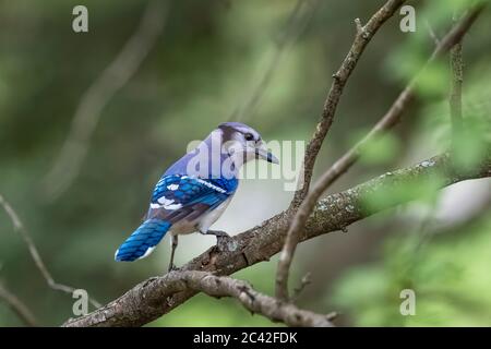 Blue Jay, Cyanocitta cristata, Nahrungssuche in einem Laubwald im Zentrum von Michigan, USA Stockfoto